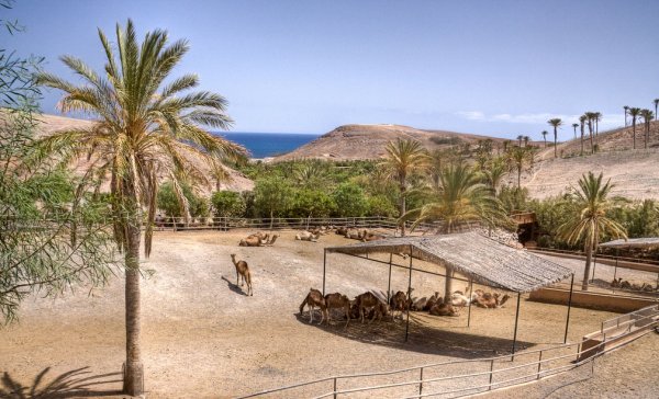 Oasis Park Fuerteventura